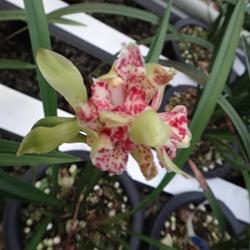 四季常開的極品奇花——水果香蘭，帶兩大芽的養(yǎng)護指南