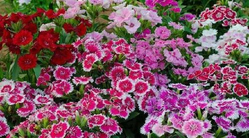 陽臺精品之美國石竹 花香襲人，花態(tài)優(yōu)美的養(yǎng)花入門選擇