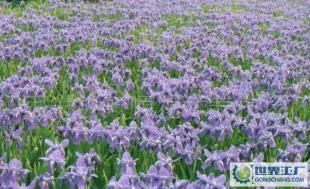優(yōu)質綠化花卉苗木 德國鳶尾的魅力與價值