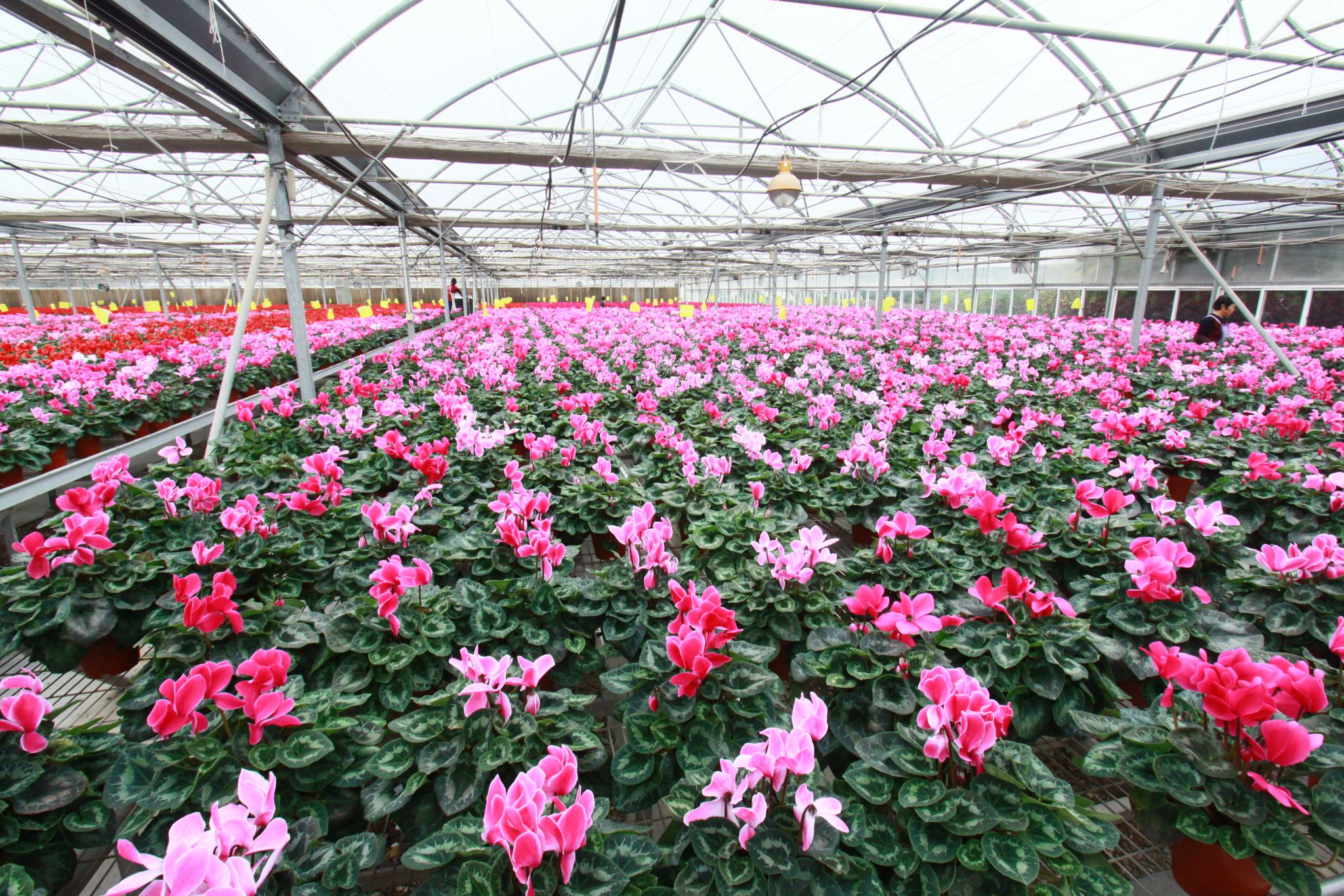 科技賦能仙客來綻放“花樣經濟”，水果產業迎來新機遇