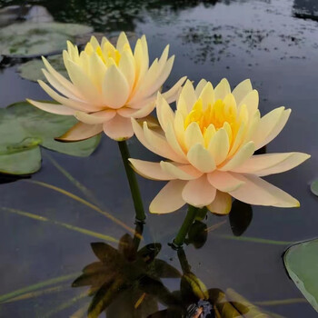 24款高中低檔水生花卉東分檔排行 從入門到專業，打造靈動水景